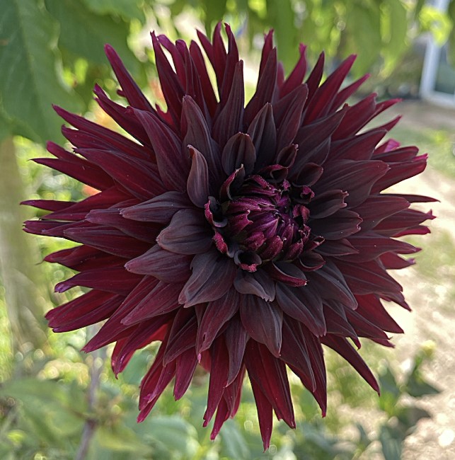 black jack (4).jpg